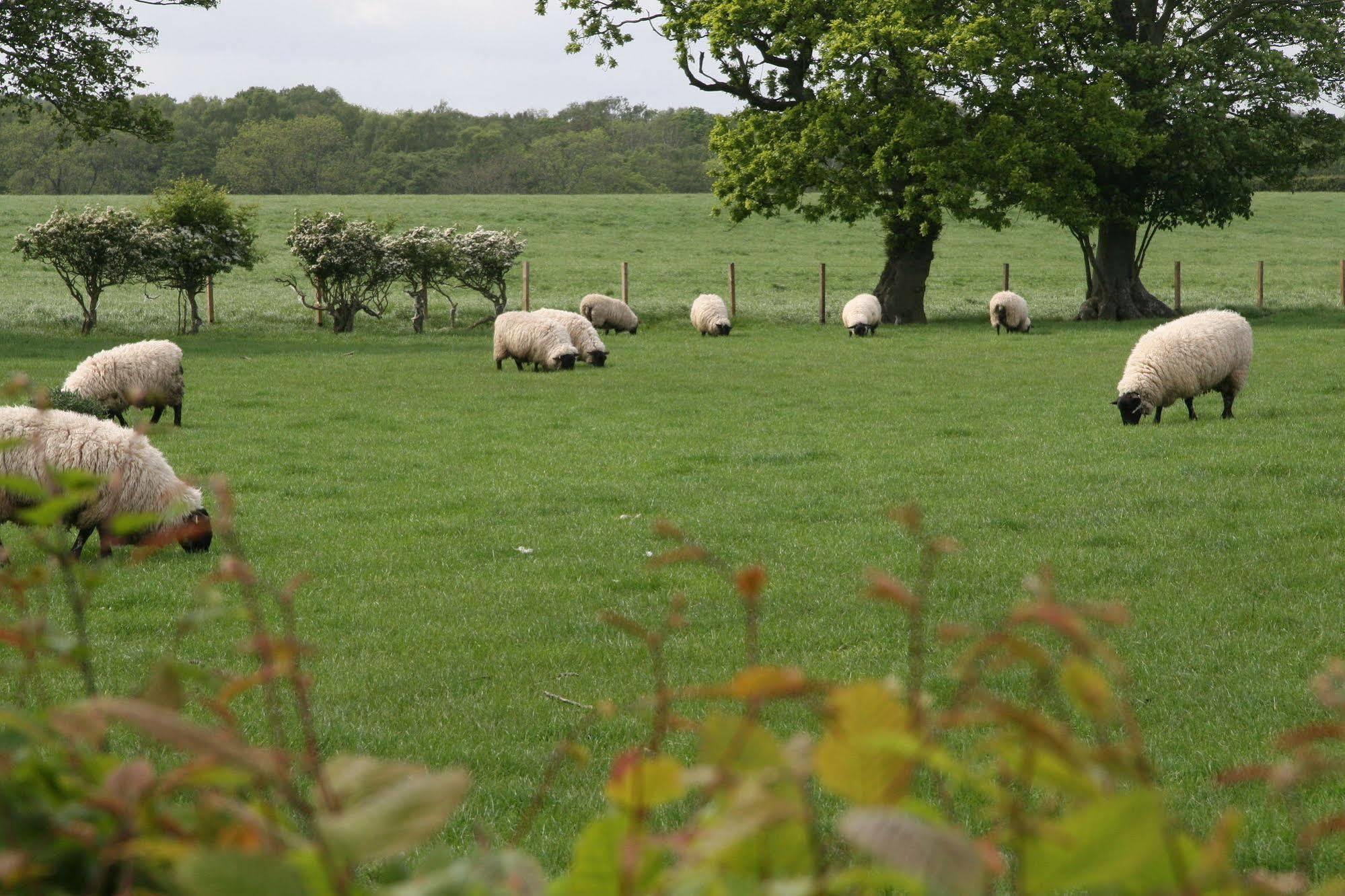 Northumberland Cottage B&B Acklington Zewnętrze zdjęcie